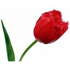 ТЮЛЬПАН АЛЕППСКИЙ АБСОЛЮТ (Tulipa alleppensis)
